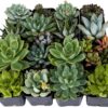 Best Soil Mix for Succulents
