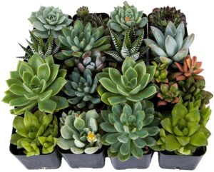 Best Soil Mix for Succulents